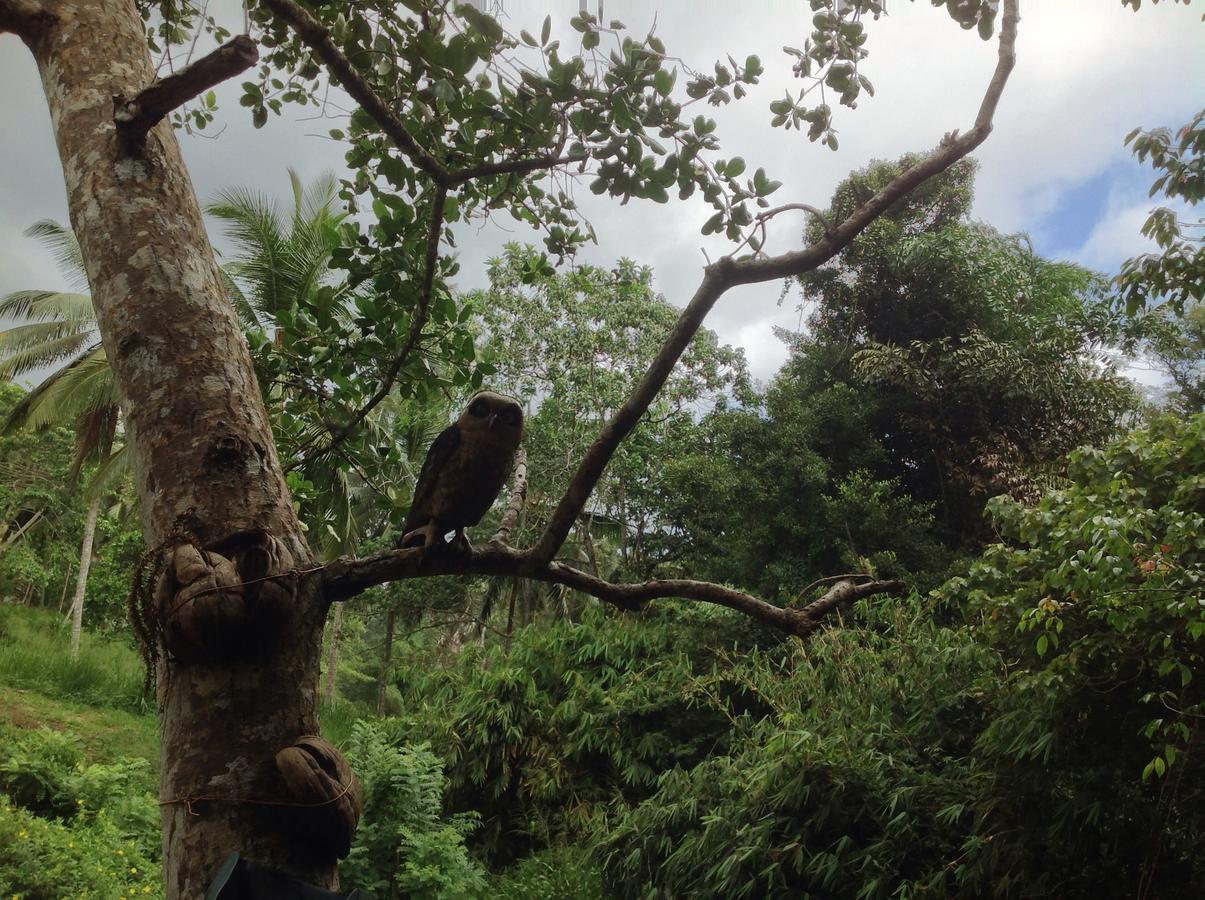 Explore Sinharaja Rain Forest Tour Camp Dombagoda Екстер'єр фото