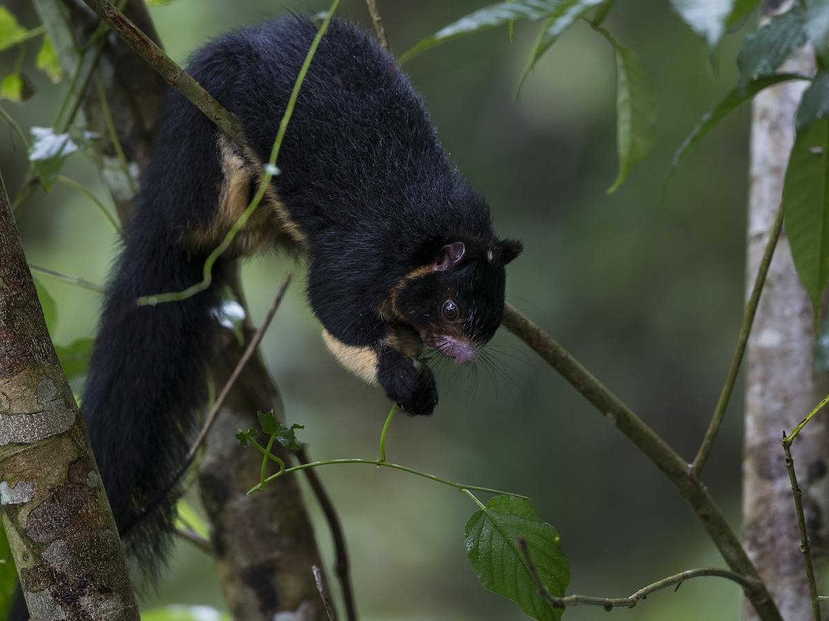 Explore Sinharaja Rain Forest Tour Camp Dombagoda Екстер'єр фото