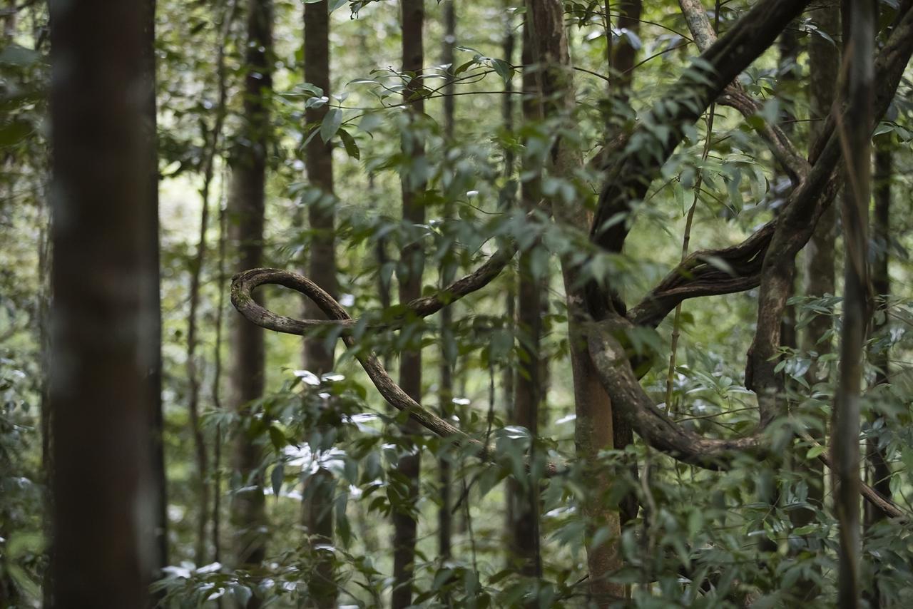 Explore Sinharaja Rain Forest Tour Camp Dombagoda Екстер'єр фото