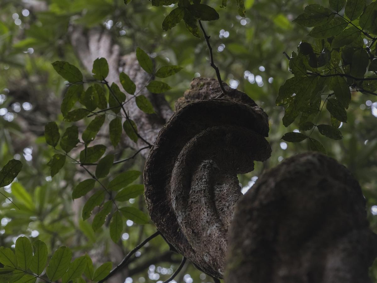 Explore Sinharaja Rain Forest Tour Camp Dombagoda Екстер'єр фото